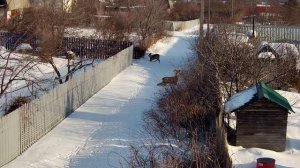 Косуля (козуля, дикая коза)  -охраняется законом.