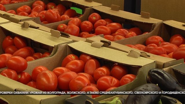 Лабораторные исследования охватили 25 тысяч тонн овощей из Волгоградской области смотреть онлайн