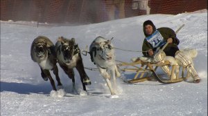 День оленевода