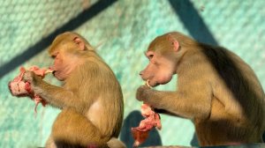 Ай да МАНЯ! ОТСТОЯЛА свое! НИКОМУ НЕ ОТДАЛА, ни Степе, ни Люсе! Возмущалась, как могла и не сдалась!