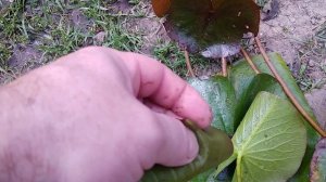 Кто прогрызает лист у нифеи,кувшинки? Как с ним бороться ?