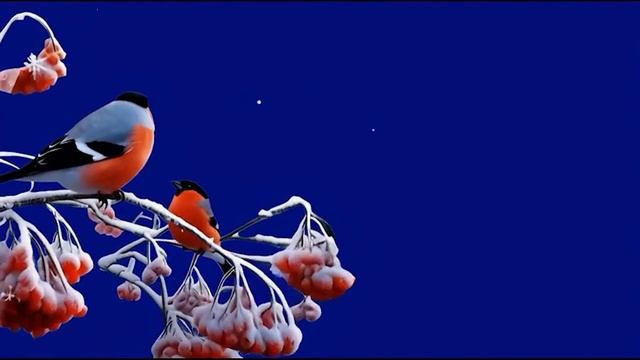 Снегири 4_encoded