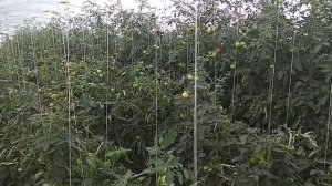 Как заработать МИЛЛИОН рублей на помидоре в теплице