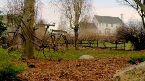 Пение птиц. Звуки для отдыха и спокойного фона | FV Atmos