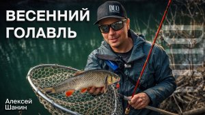 Лучшие приманки для весеннего голавля | Алексей Шанин