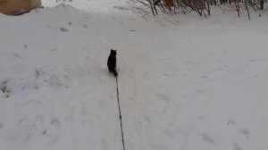 Вышел Тишка на оперативный простор.