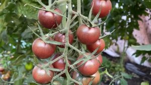 Черри Икра черная - обзор сорта томата. Вкусный и очень урожайный сорт!