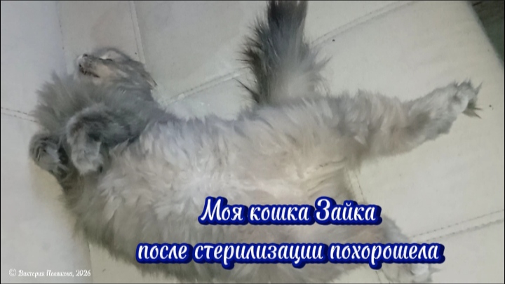 Моя кошка Зайка похорошела после стерилизации