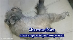 Моя кошка Зайка похорошела после стерилизации