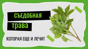 СЪЕДОБНАЯ ТРАВА ЕЩЕ И ЛЕЧИТ