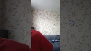 прямая трансляция