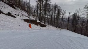 2026-02-18 Сочи. Реликтовый лес