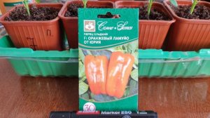 Это лучший Урожайный Сорт сладкого перца. Взрывной Рост. Рассада перца через 20 дней.