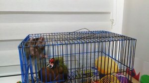 Хомяк ползает по потолку клетки