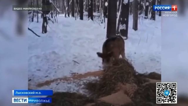 Кабана сняли на видео