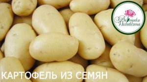 Картофель из семян