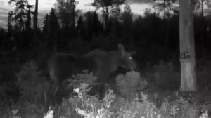 Лось. Охота и рыбалка. Охота на лося. Охота на реву. Фотоохота. Фотоловушка. Выпуск 115