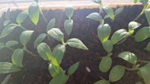 пикирую перцы