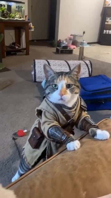 Дувакин отыгрывающий за Каджита в конце каждого квеста