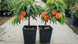 Персик карликовый Юбилей столицы Ростов-на-Дону