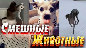 20 МИНУТ СМЕХА | ЛУЧШИЕ ПРИКОЛЫ С ЖИВОТНЫМИ | ПРО ЖИВОТНЫХ | СМЕШНЫЕ ЖИВОТНЫЕ