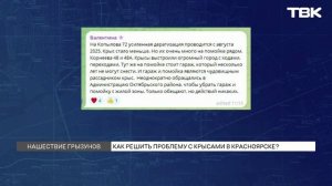 Решилась ли проблема с крысами в Красноярске после дератизации