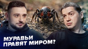Муравьи исчезают? Кто на самом деле правит лесом | Сортировочная