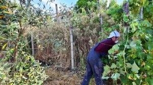 Пожары в Португалии. Покос травы и ночные приключения в деревне _ (Дом в Португалии). Выпуск 22