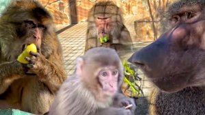 У маленьких всё забирают! Как Феня и Веня зелень делили!  МАГОТ и японские МАКАКИ мороза не боятся!