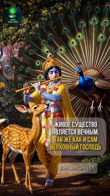 Вечное живое существо