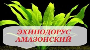 Эхинодорус содержание и уход в аквариуме