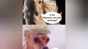 Анекдоты, юмор, статусы, приколы 😁