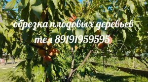 Обрезка , нектарин месомбрине .