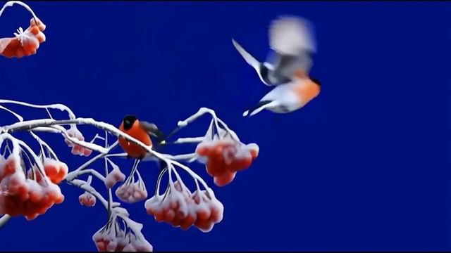 Снегири 9_encoded