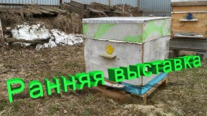 Ранняя выставка пчёл: советы профессора Кашковского, которые спасут ваш медосбор