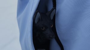 новая шлейка для Финика(идею брать только с отметкой)