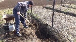Посадка саженца винограда.