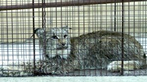 В Мегионе завершилась операция по спасению рыси