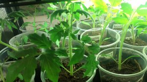 12.03.2026 Как ПЕРЕЦ перенес перевалку?  Какие планы на сегодня?