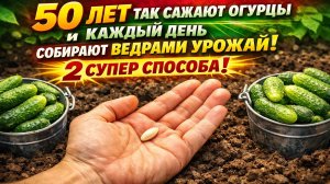 50 лет так сажают огурцы и каждый день собирают ведрами урожай!