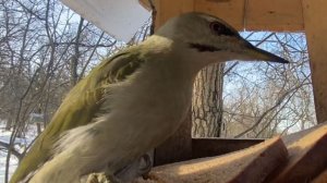 Дятлы / Самка седого (зеленого) дятла / Самка большого пестрого