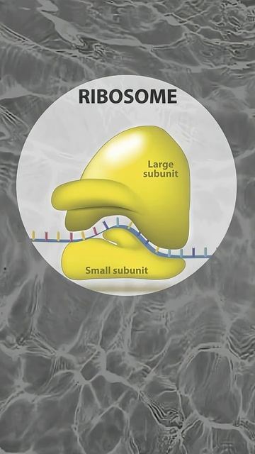 РИБОСОМА: генератор белков для клетки организма по чертежам ДНК