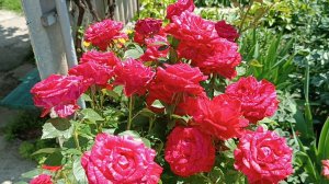 Самая популярная полосатая роза в мире.