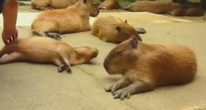 .... Капибара - Что мы знаем о ней....