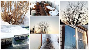 12 марта. У нас теплота. Обстановка в теплице.Наконец-то дождалась цветения. Всходы томатов.