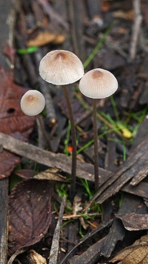 МИЦЕНА ОБЫКНОВЕННАЯ #мицена #гриб #микология