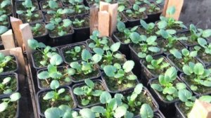 Виола Анютины глазки к 8 марта. Выращивание. Уход.