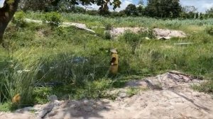 Лучшие забавные рикши Cutis.