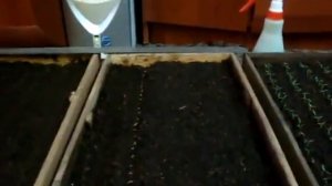 Когда сеять помидоры на рассаду 🌱 Сроки посева томатов и правильная посадка