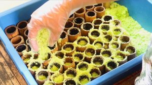 Путу Бамбу (рисовый пирог из зеленого риса) — малазийская уличная еда